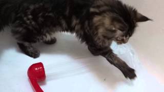 chaton maine coon de 5 mois decouvre leau maine coon baby 5 months who discovers water [upl. by Pattison408]