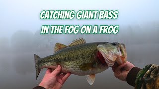 Catching Giant Bass on a Topwater Frog One of My Favorite Lures to Throw During the Spawn [upl. by Eremihc]