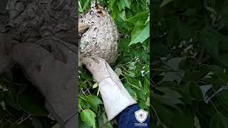 Hornet Nest Treated and removed from tree branch hornet hornetnest bees [upl. by Elburr848]