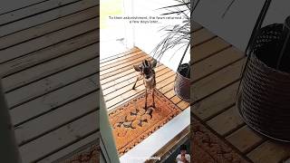 Young lady rescued fawn and then adopted shorts viralvideo MSAofficial CoComelonAnimalTime [upl. by Ettelliw]