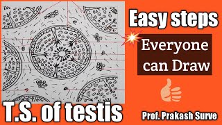 How to draw Diagrams easily TSof mammalian testis Easy steps By Prof Prakash Surve Moderator [upl. by Ellivro]