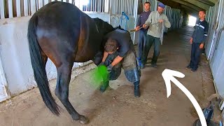 IMAGINE her RELIEF This horse COULDNT stand  Full horse hoof Cleaning [upl. by Accebor]