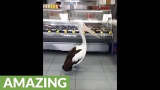 Pelican waits in line to be served at fish store [upl. by Naesad]