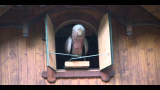 트리베르크의 뻐꾸기 시계  triberg cuckoo clock Germany [upl. by Retlaw709]