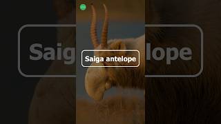 Saiga Antelope  Strange Animal You Wont Believe Exist documentary shorts wildlife ytshorts [upl. by Buehler469]