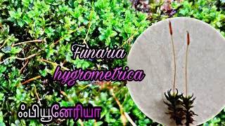 Funaria hygrometrica  Cord Moss [upl. by Isma811]