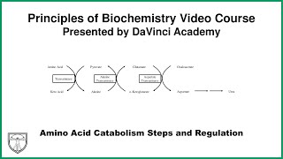 Amino Acid Catabolism Steps and Regulation Metabolism 15 of 21 [upl. by Narbig]