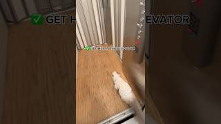 I HAVE AN ELEVATOR INSIDE MY HOUSE showing my cat a tour 🫣🐱 [upl. by Davida451]