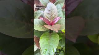 how to grow and care in Eranthemum flowering plant [upl. by Ahsinel]