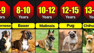 Average Lifespan Of Different Dog Breeds  For How Long Different Dog Breeds Live [upl. by Drwde]