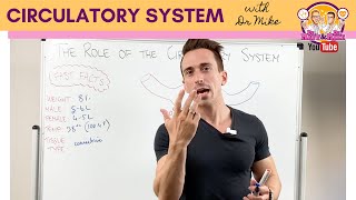 Circulatory System  Overview [upl. by Anneres]