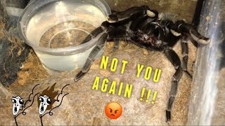 WATERING my TARANTULAS quotPart 2quot [upl. by Anallese943]