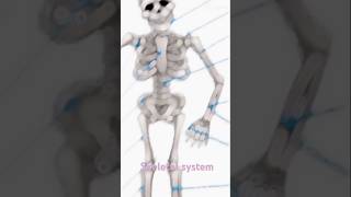 Skeletal system youtube short [upl. by Assitruc103]