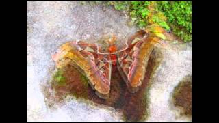 Atlas Moth  Indonesia [upl. by Reinald124]