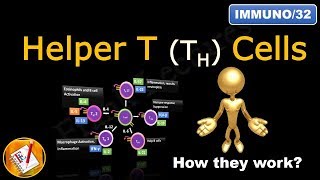 Helper T Cells TH1 cells TH2 cells TH17 cells TFH cells and Treg cells FLImmuno32 [upl. by Whitebook]