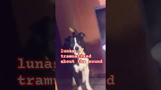 lunas tramuatized about the sound news duet funny comedy itswillowpillow [upl. by Emmerie]