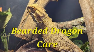 Bearded Dragon Care 20 [upl. by Adnole]