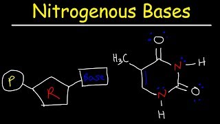 Nucleosides vs Nucleotides Purines vs Pyrimidines  Nitrogenous Bases  DNA amp RNA [upl. by Chaffinch]