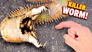 Bobbit Worm BITES Eats Fish Alive [upl. by Ahon642]