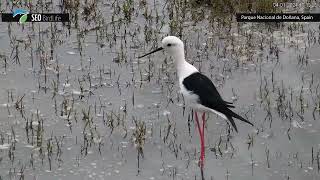 Cigüeñuela común quotHimantopus himantopusquot [upl. by Norrek232]