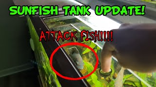 Green Sunfish Tank Update I have BAD news [upl. by Tik126]