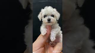 CUTE BABY DOG  dog pappydog cutedog dogs americandog petsdog pet babydog cutedog vonice [upl. by Gillette]