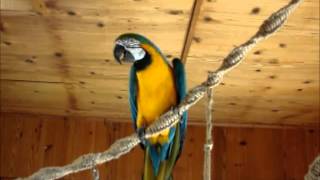 Macaw Blue and Gold Macaw Xena talking for hourswmv [upl. by Dahs]