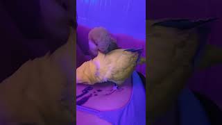 My parrot always likes to relax here🥺🦜💋🥰 music cockatielsinging birds rarebird parrot [upl. by Troy388]