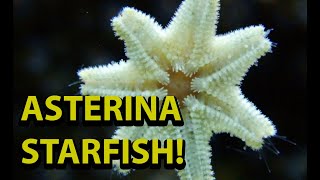 Asterina Starfish  Are They Bad For You Reef Tank [upl. by Allertse]