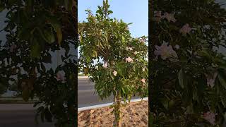 Tabebuia Rosea plant [upl. by Bej]