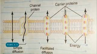 Plasma membrane and its structure [upl. by Katharyn723]