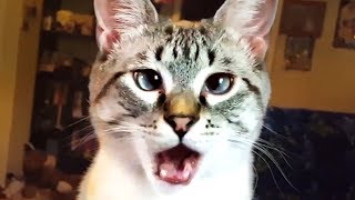 THE BEST CUTE AND FUNNY CAT VIDEOS OF 2023 🐱 [upl. by Nnylatsyrc]