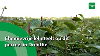 Proef met chemievrije lelieteelt voor meer draagvlak omgeving [upl. by Adiehsar]