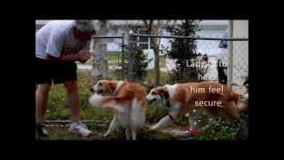 Rehabilitating Shep the Collie Stop the Killing of Great Dogs [upl. by Phelan171]