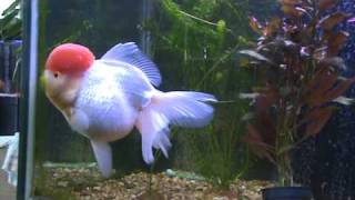 My Giant Red Cap Oranda [upl. by Jacobina]