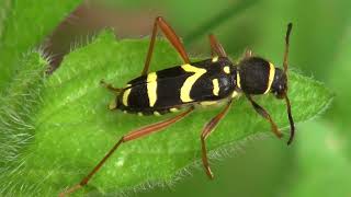 Navadni osati kozliček  Clytus arietis Linnaeus 1758 [upl. by Ardnoel955]