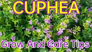 Cuphea plantcare and growing tipsmexican heather plant care [upl. by Eylk]