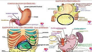 anatomie de lestomac morphologie rapports vascularisation innervation [upl. by Ecnedurp58]