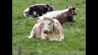 English Longhorn Cattle In An Oxfordshire Field [upl. by Lucchesi875]