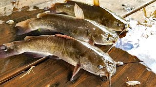 Catch Clean amp Cook Bullhead Catfish amp Bullhead Fishing contest [upl. by Lucius]