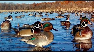 5000 DUCKS SWARM FLOODED CORN FIELD GREEN HEAD BLUE WING GREEN WING WOOD DUCK WIGEON PINTAIL [upl. by Rowena]