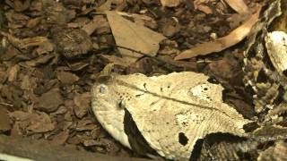 Return of the Reptiles at the American Museum of Natural History [upl. by Ahrat523]