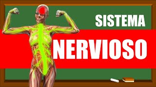 EL SISTEMA NERVIOSO✅ ✅ ANATOMÍA Y FISIOLOGÍA [upl. by Ahsenek]