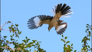 Mating FlightSongs Courting Displays Of Northern Mockingbirds 🐦🎼 [upl. by Champagne]