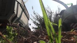 Arundo Donax Harvest for Biogas [upl. by Ellerey848]