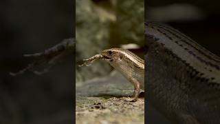 Eutropis carinatalizard eating a Frog Wincent jNIUo nature wildlife lizard [upl. by Fitzgerald]