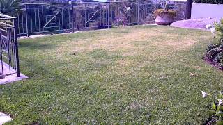 Lawn Grubs Australia Army Grub Army Grub Control Army Worms Australia Army Worms In Lawn [upl. by Cletus]