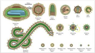 Virology 101 Virus Basics Lecture 2 of 7 [upl. by Clemen131]