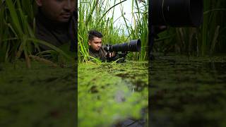 Power of the Nikon Z8 eye trackingnature NikonZ8 wildlife nikon bird shortsvideo wild Water [upl. by Latsyrd]