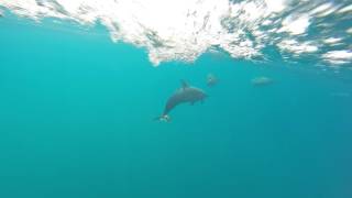 Pantropical Spotted Dolphins Underwater [upl. by Merth]